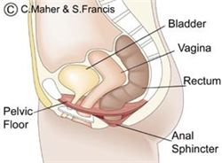 Our pelvice floor supports many internal organs including out bladder.