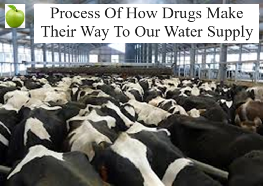 Two trillion tons of animal waste is produced each year, and it's full of drug residues, this waste seeps into and contaminates ground water and surface water.
